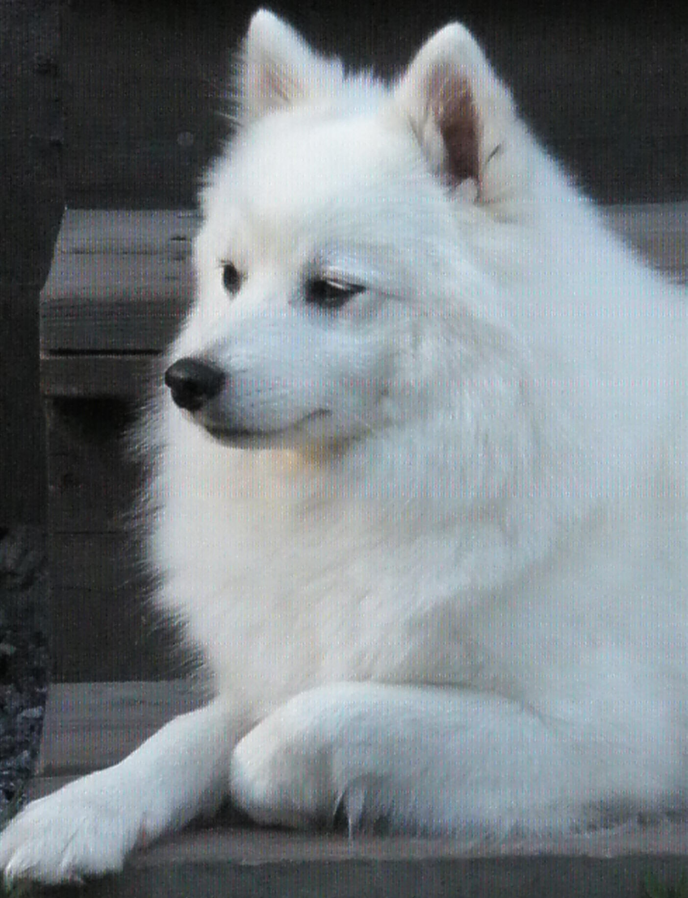 Isumi's Shiro Fairu Kuin Kara Asagi