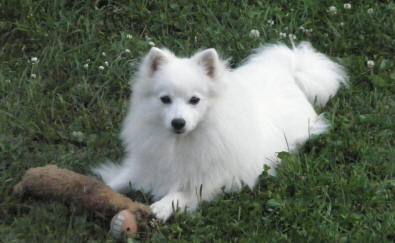 Isumi's Shiro Koryna Gyoku