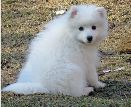 Isumi's Shiro Ichi Bizin