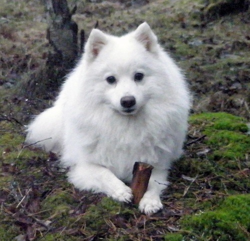 Isumi's Shiro Futsu Kingu O'Asagi