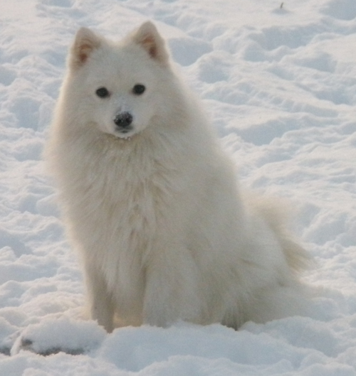 Isumi's Shiro Futsu Kingu O'Asagi