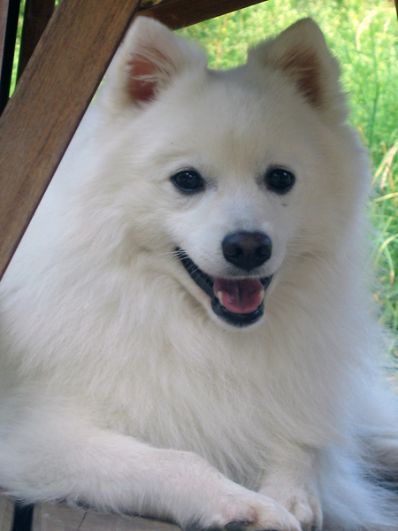 Rowleys Happy Hooligan