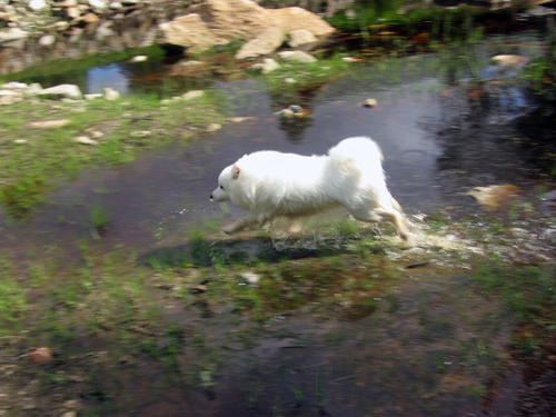 Rowleys Happy Hooligan