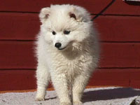 Rowleys Oriental Pearl To Isumis